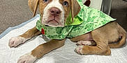 Princeton is registered to the contest to win money with this photo: puppy, dog, raincoat, green, indoor, white_mat, cute, pet, animal, brown, white_paws, collar, floor, looking_up, young_dog, canine, clothing, sitting, ears, tail