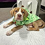 puppy, dog, raincoat, green, indoor, white_mat, cute, pet, animal, brown, white_paws, collar, floor, looking_up, young_dog, canine, clothing, sitting, ears, tail