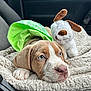 puppy, dog, blue_eyes, blanket, plush_toy, car_interior, seat, green_raincoat, cute, pet, soft_texture, resting, close_up, animal, young_dog, fur, nose, paw, toy, indoors