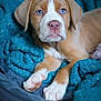 puppy, dog, blue_eyes, blanket, bed, cozy, close_up, fur, paw, indoor, resting, cute, pet, animal, young, expression, soft, comfort, warm, relaxed