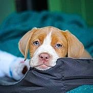 Princeton is registered to the contest to win money with this photo: puppy, dog, brown_and_white, blue_eyes, resting, cushion, blanket, indoor, close_up, pet, cute, young_animal, sleepy, fur, animal_face, nostrils, snout, ears, domestic_animal, comfort