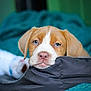 puppy, dog, brown_and_white, blue_eyes, resting, cushion, blanket, indoor, close_up, pet, cute, young_animal, sleepy, fur, animal_face, nostrils, snout, ears, domestic_animal, comfort