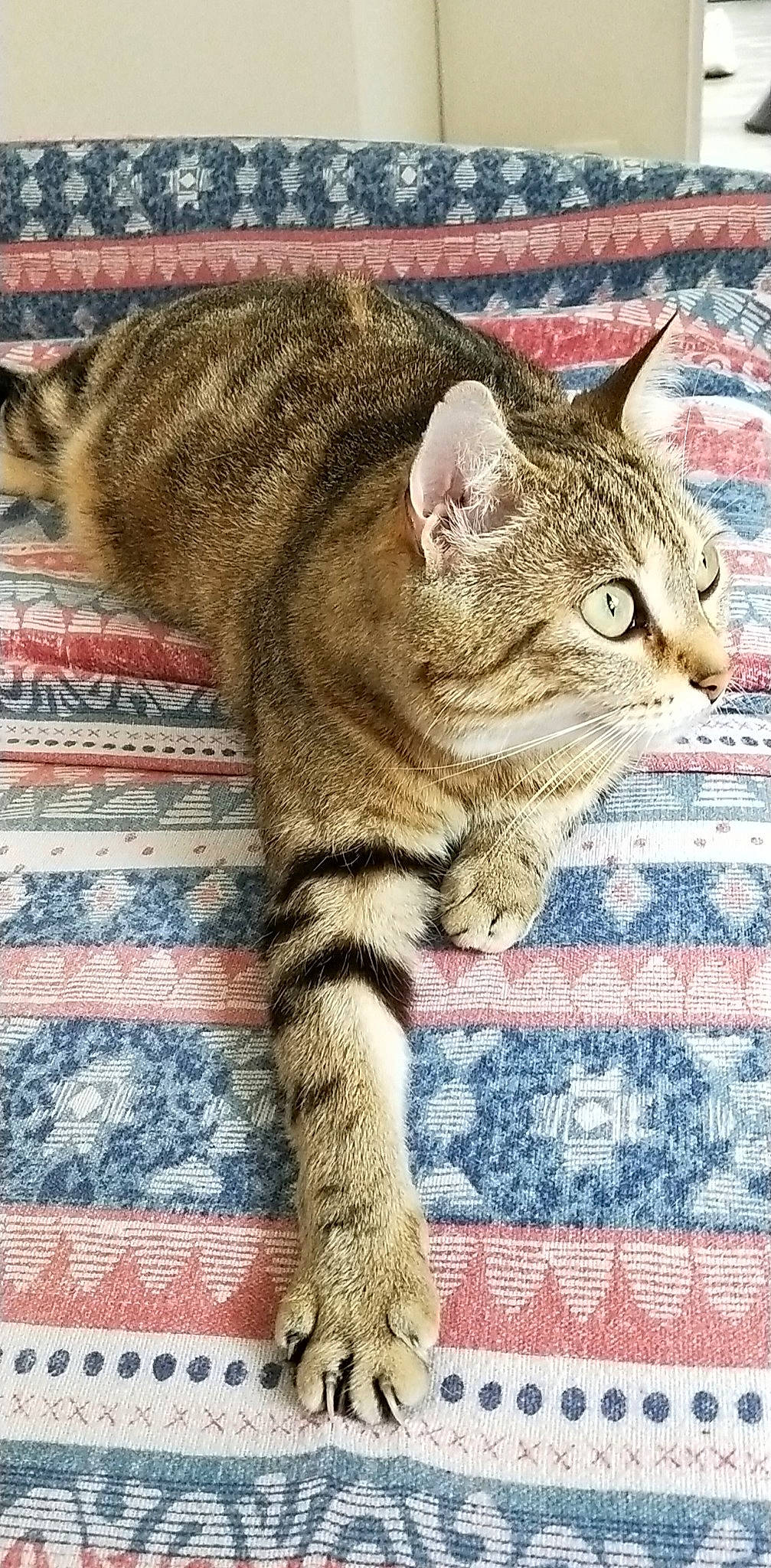 Noisette a rejoint le concours — aidez-le/la à gagner de superbes lots ! aegean_cat, american_bobtail, asian, australian_mist, california_spangled, carnivore, cat, domestic_short_haired_cat, dragon_li, european_shorthair, felidae, mammal, ocicat, pixie_bob, small_to_medium_sized_cats, snout, tabby_cat, vertebrate, whiskers, wild_cat