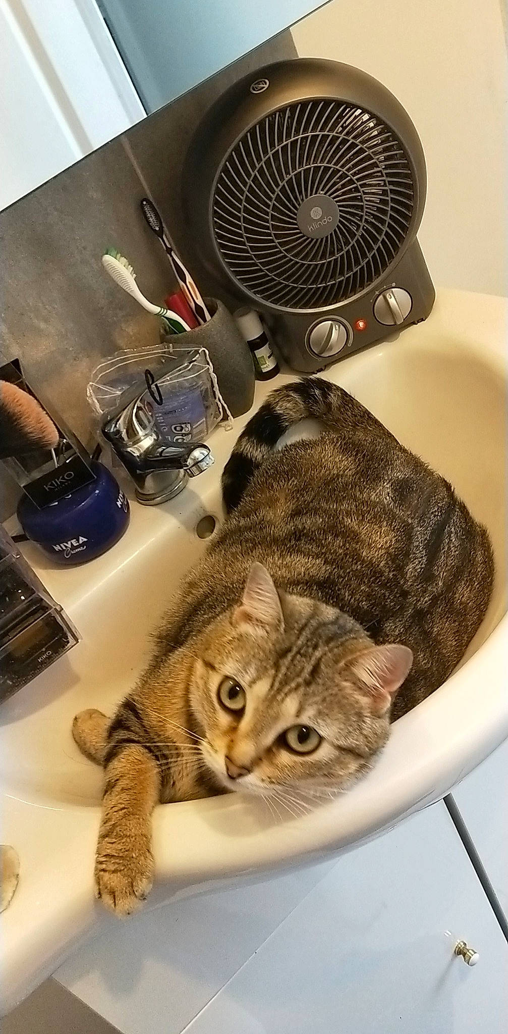 Noisette a rejoint le concours — aidez-le/la à gagner de superbes lots ! american_shorthair, california_spangled, carnivore, cat, clothes_dryer, domestic_short_haired_cat, dragon_li, egyptian_mau, european_shorthair, felidae, kitten, ocicat, pixie_bob, savannah, sink, small_to_medium_sized_cats, tabby_cat, washing, washing_machine, whiskers