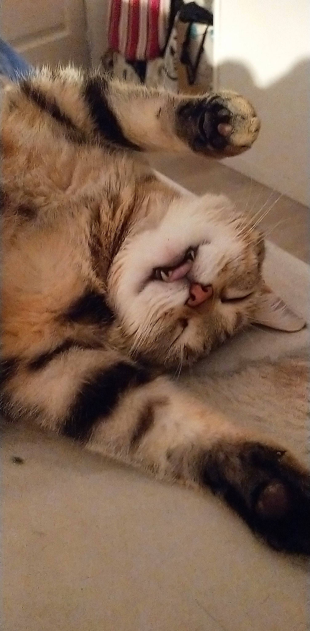 Noisette a rejoint le concours — aidez-le/la à gagner de superbes lots ! american_shorthair, asian, carnivore, cat, european_shorthair, felidae, fur, kitten, mammal, munchkin, nap, nose, paw, scottish_fold, sleep, small_to_medium_sized_cats, snout, tabby_cat, whiskers