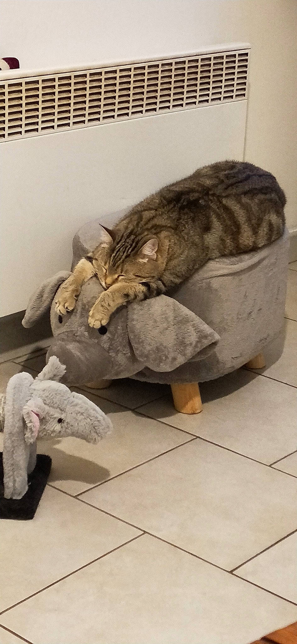 Noisette participe au concours pour gagner de l'argent avec cette photo : carnivore, cat, domestic_short_haired_cat, european_shorthair, felidae, fur, organism, small_to_medium_sized_cats, tabby_cat, tail, whiskers