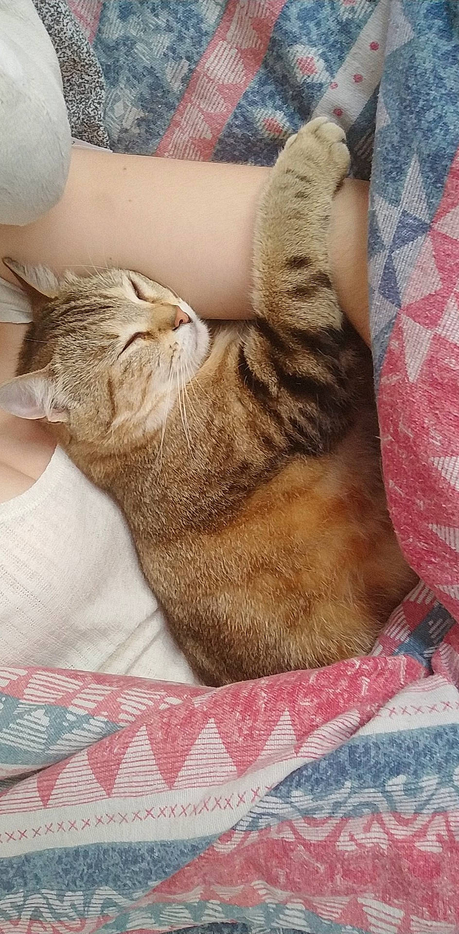 Noisette a rejoint le concours — aidez-le/la à gagner de superbes lots ! asian, carnivore, cat, claw, domestic_short_haired_cat, european_shorthair, fawn, felidae, fur, german_rex, leg, nap, paw, sleep, small_to_medium_sized_cats, snout, tabby_cat, whiskers