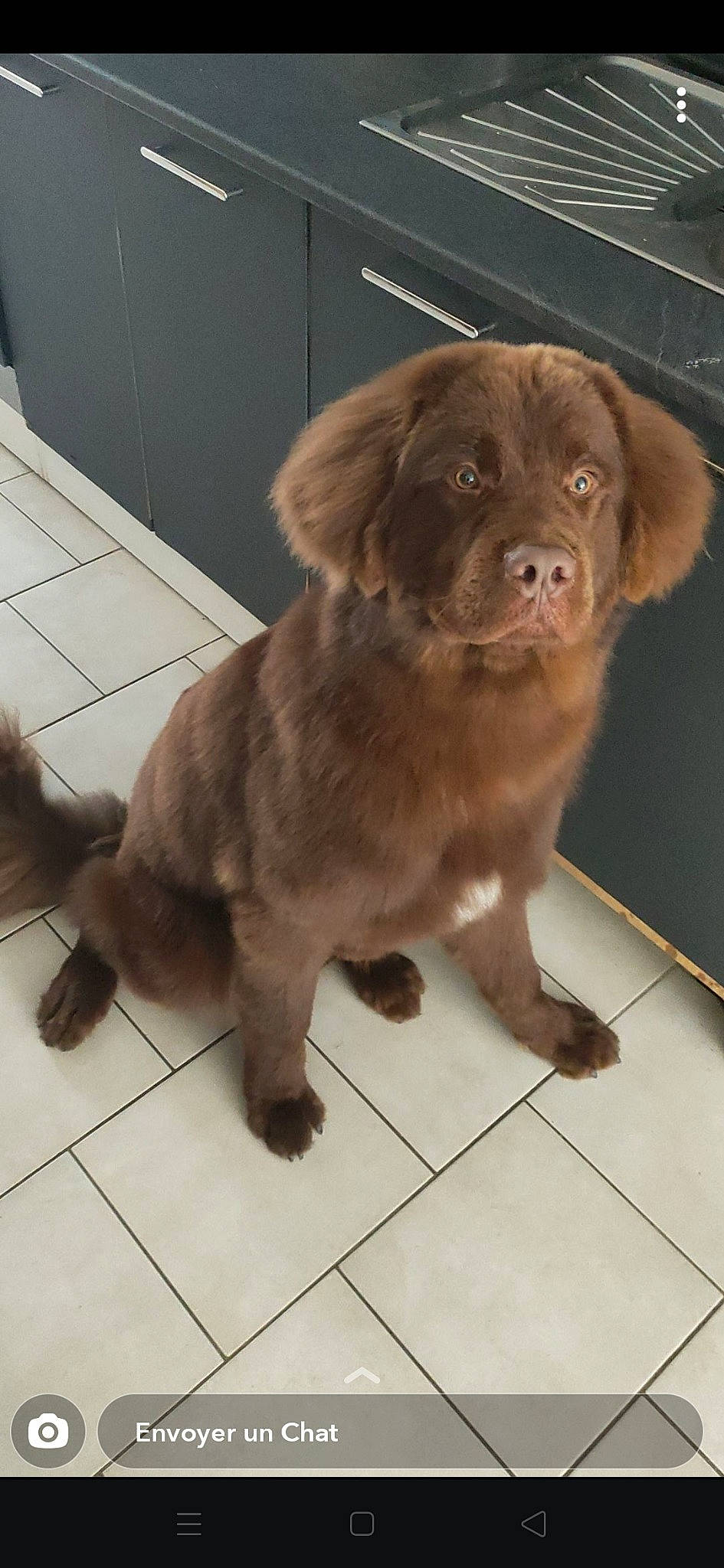 Maoï participe au concours pour gagner de l'argent avec cette photo : canidae, carnivore, companion_dog, dog, dog_breed, fawn, labrador_retriever, liver, mammal, newfoundland, pudelpointer, puppy, retriever, sporting_group, vertebrate