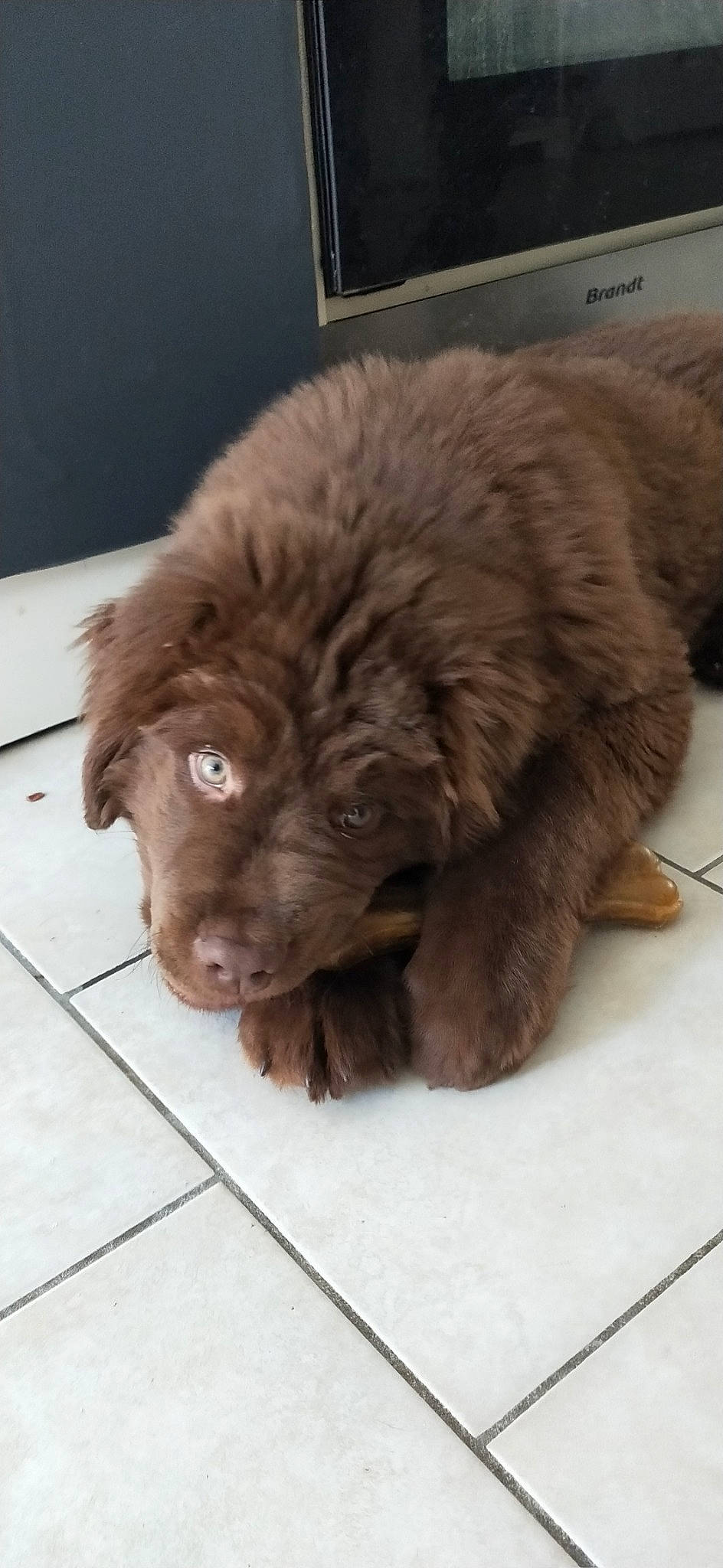 Maoï a rejoint le concours — aidez-le/la à gagner de superbes lots ! ancient_dog_breeds, brown, canidae, carnivore, companion_dog, dog, dog_breed, fawn, fur, giant_dog_breed, liver, mammal, newfoundland, nose, puppy, snout, sporting_group, vertebrate