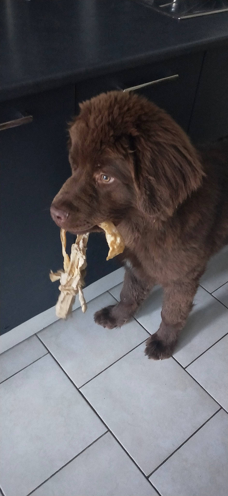 Maoï a rejoint le concours — aidez-le/la à gagner de superbes lots ! canidae, carnivore, dog, dog_breed, fur, mammal, newfoundland, snout, spaniel, sporting_group