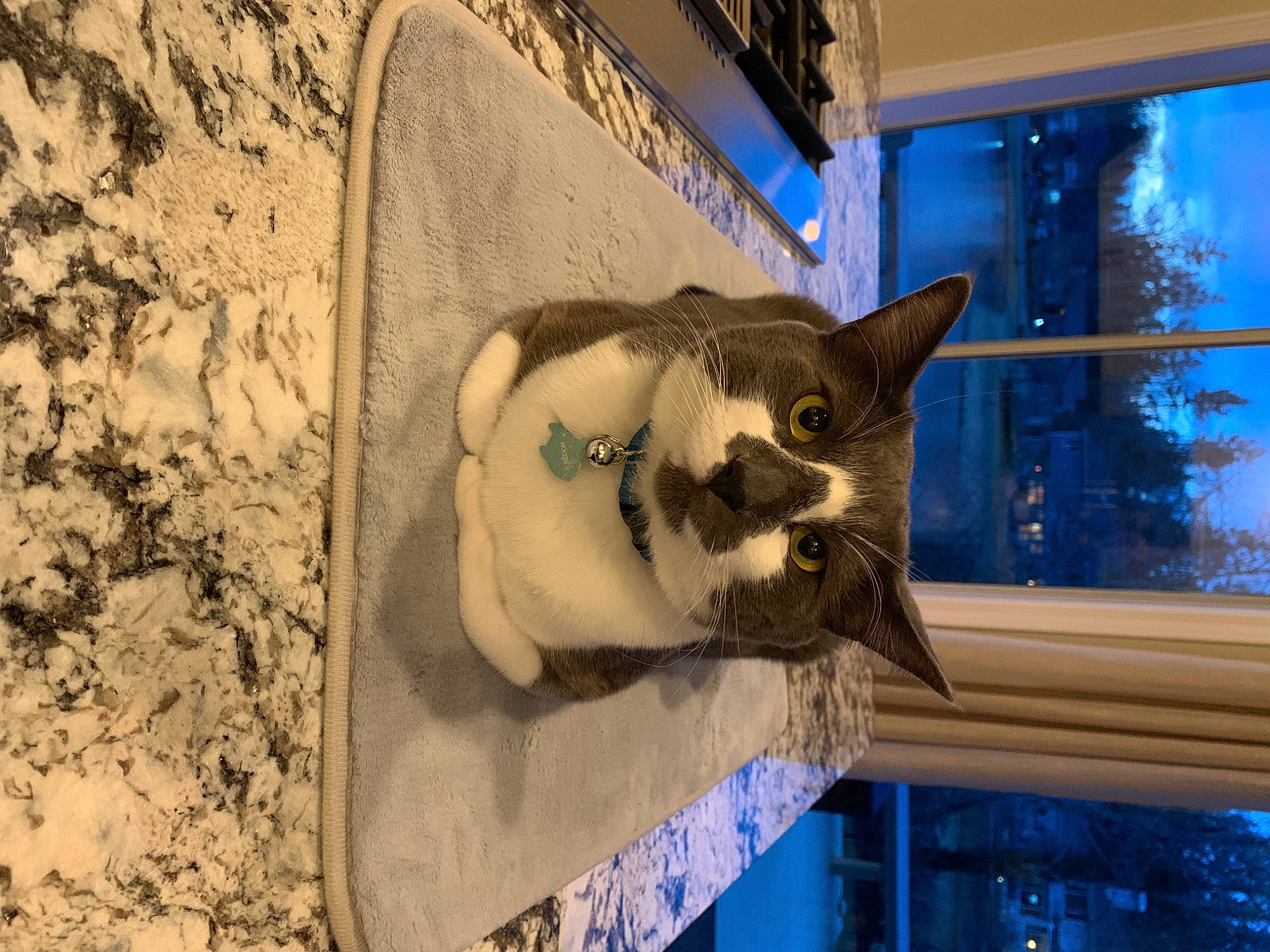 Hootie is registered to the contest to win money with this photo: art, carnivore, cat, domestic_short_haired_cat, door, facade, felidae, fur, sky, small_to_medium_sized_cats, snout, tail, tree, whiskers, window, wood