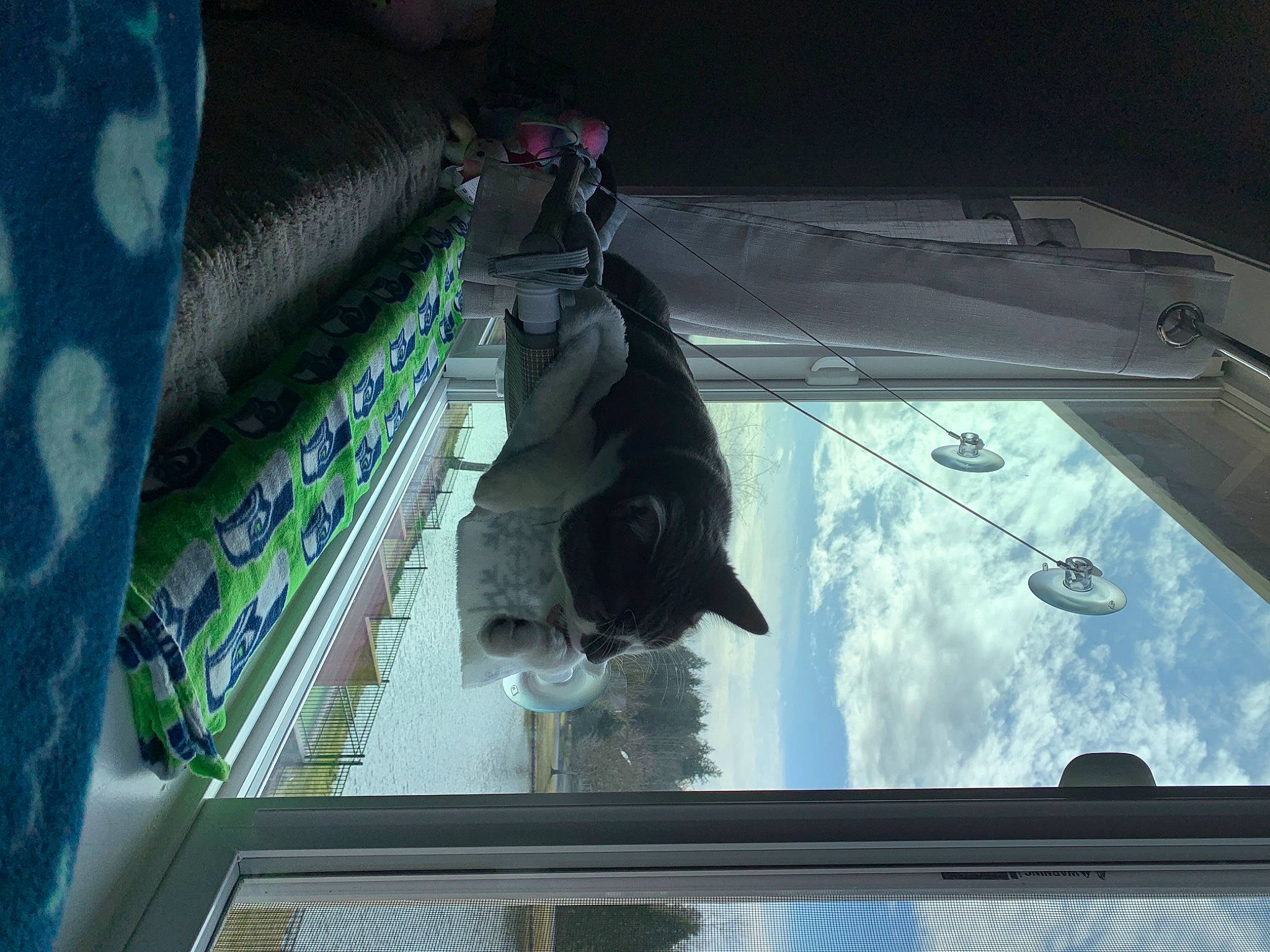 Hootie joined the competition — help win amazing prizes! art, auto_part, automotive_exterior, automotive_window_part, canidae, carnivore, companion_dog, dog, dog_breed, fun, glass, hood, sporting_group, stairs, tail, transparent_material, vehicle_door, whiskers, windshield, world