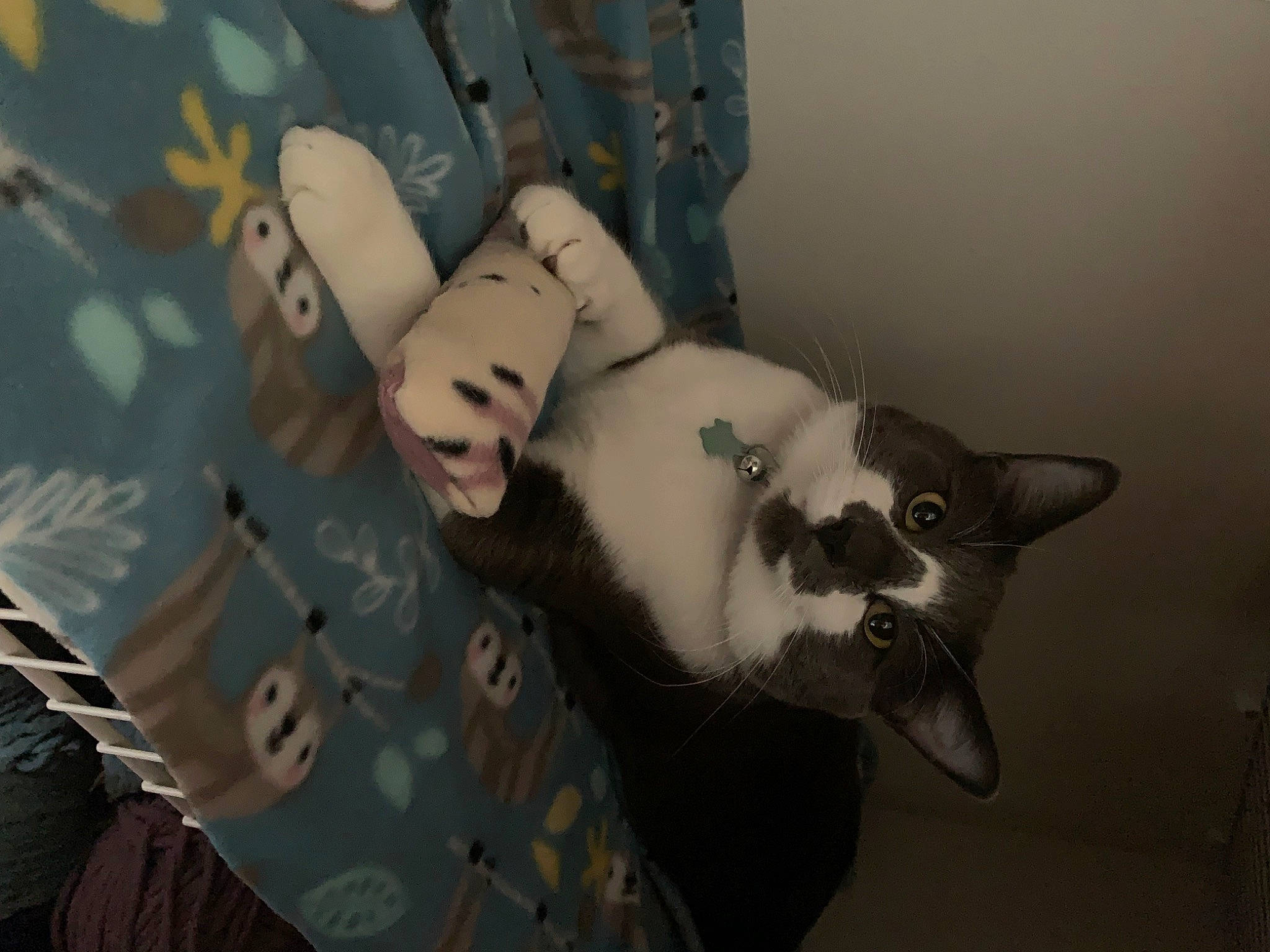 Hootie is registered to the contest to win money with this photo: beard, camouflage, carnivore, cat, comfort, domestic_short_haired_cat, felidae, fur, gesture, grey, human_leg, military_camouflage, pattern, sitting, small_to_medium_sized_cats, snout, tail, thigh, whiskers, wood