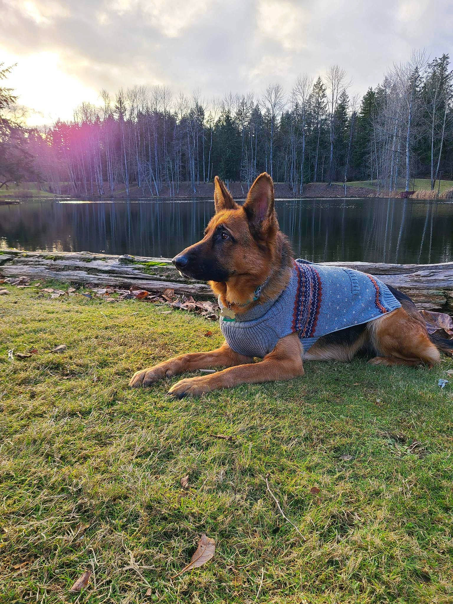Phoebe is registered to the contest to win money with this photo: canidae, carnivore, cloud, companion_dog, dog, dog_breed, dog_supply, fawn, grass, grassland, lake, landscape, lawn, plant, sky, sporting_group, tail, tree, water, working_animal