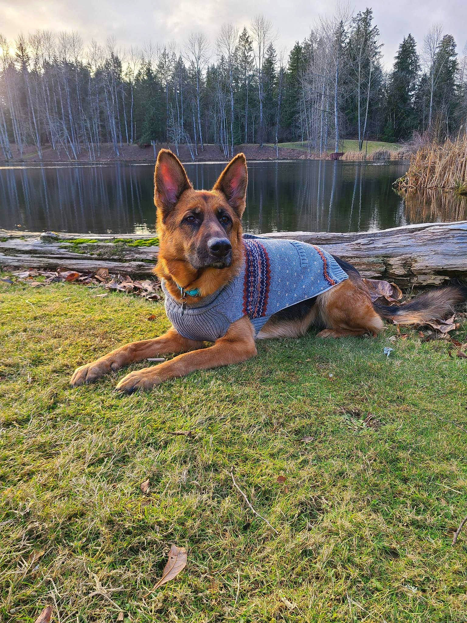 Phoebe joined the competition — help win amazing prizes! australian_cattle_dog, carnivore, cloud, companion_dog, dog, dog_breed, fawn, fence, german_shepherd_dog, grass, herding_dog, lake, landscape, plant, sky, tail, tree, water, wildlife, wood