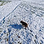 dog, brown_dog, snow, snowy_field, footprints, collar, trees, parked_cars, houses, winter, outdoor, daylight, grass_peeking, blue_sky, shadow, fence, residential_area, pet, canine, animal