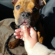 Thor a rejoint le concours — aidez-le/la à gagner de superbes lots ! animal, blanket, brown_fur, car_interior, closeup, cute, dog, ears, hand, human_interaction, leash, nose, paw, pet, puppy, shadow, snout, soft_texture, sunlight, young_dog