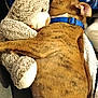 puppy, dog, stuffed_animal, teddy_bear, hugging, sleeping, blanket, blue, fur, collar, cute, cozy, pet, resting, indoor, comfort, snuggling, animal, relaxing, brown