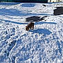 dog, snow, outdoor, winter, footprints, fence, building, sky, daylight, grass, small_dog, brown_dog, collar, curious, sniffing, landscape, nature, cold, sunlight, shadow