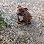 Thor participe au concours pour gagner de l'argent avec cette photo : puppy, dog, brindle, collar, outdoor, grass, ground, cute, pet, animal, young, small, sitting, tilted_head, ears, fur, nature, daylight, curious, adorable