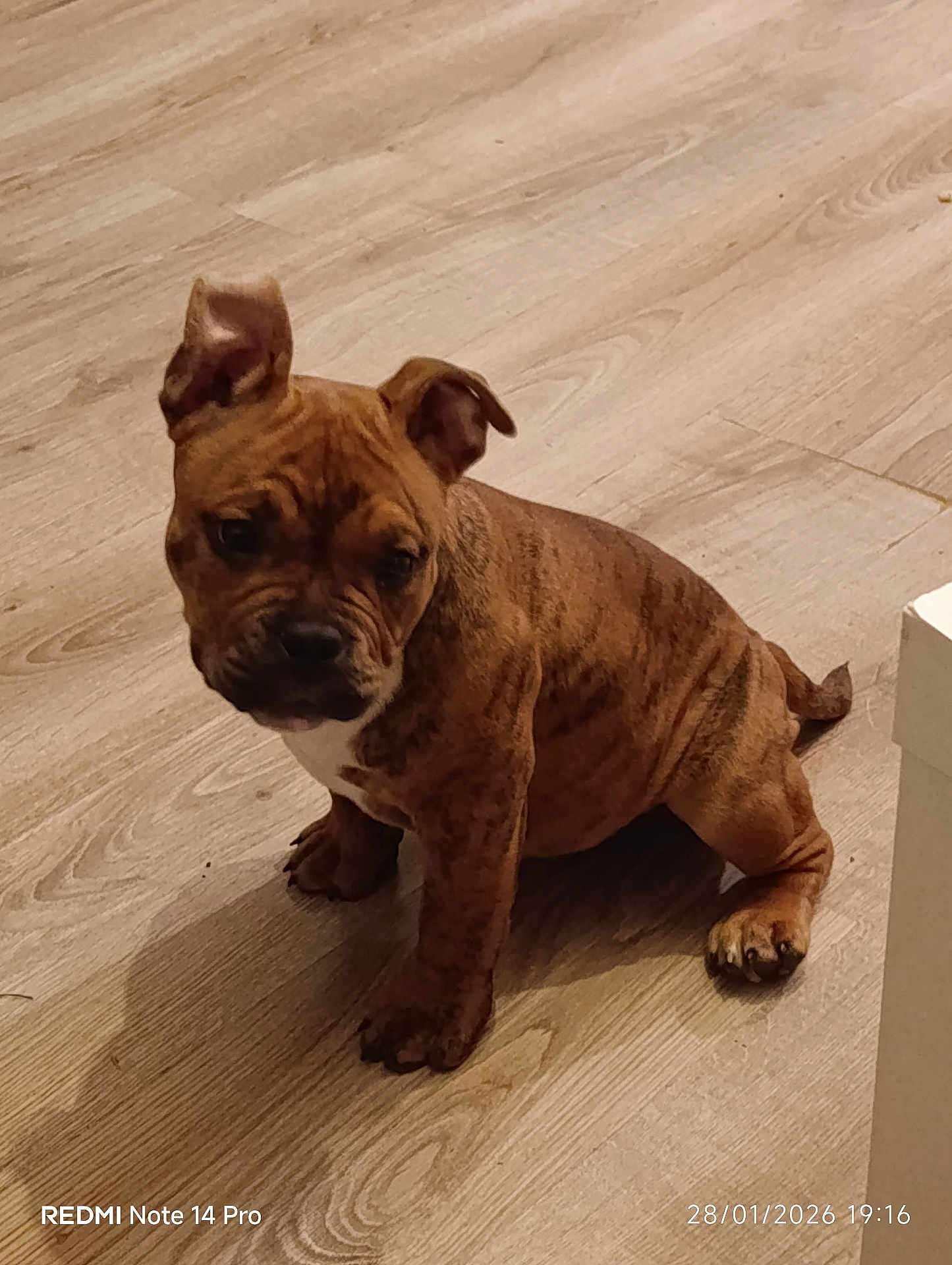 Thor participe au concours pour gagner de l'argent avec cette photo : puppy, dog, brindle, indoor, wooden_floor, pet, animal, young_dog, cute, sitting, ears, fur, canine, small_dog, flooring, domestic_animal, adorable, companion, looking_away, portrait
