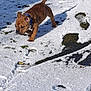 puppy, dog, snow, outdoor, animal, brindle, collar, paw_prints, grass, winter, sunlight, exploring, young_animal, pet, nature, curious, small_dog, shadow, ground, daylight