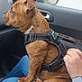 Thor a rejoint le concours — aidez-le/la à gagner de superbes lots ! animal, black, brindle, brown, calm, car_interior, close_up, dog, hand, harness, indoor, lap, person, pet, resting, seat, side_mirror, sitting, watch, window