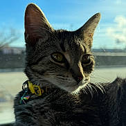 Kirra joined the competition — help win amazing prizes! cat, tabby, close_up, collar, outdoor, sunlight, whiskers, fur, pet, animal, sky, blue_sky, nature, daylight, portrait, domestic_cat, feline, curious, background_blur, young_cat