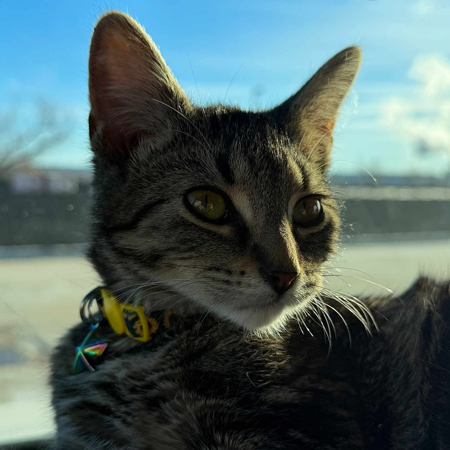 Kirra joined the competition — help win amazing prizes! animal, background_blur, blue_sky, cat, close_up, collar, curious, daylight, domestic_cat, feline, fur, nature, outdoor, pet, portrait, sky, sunlight, tabby, whiskers, young_cat