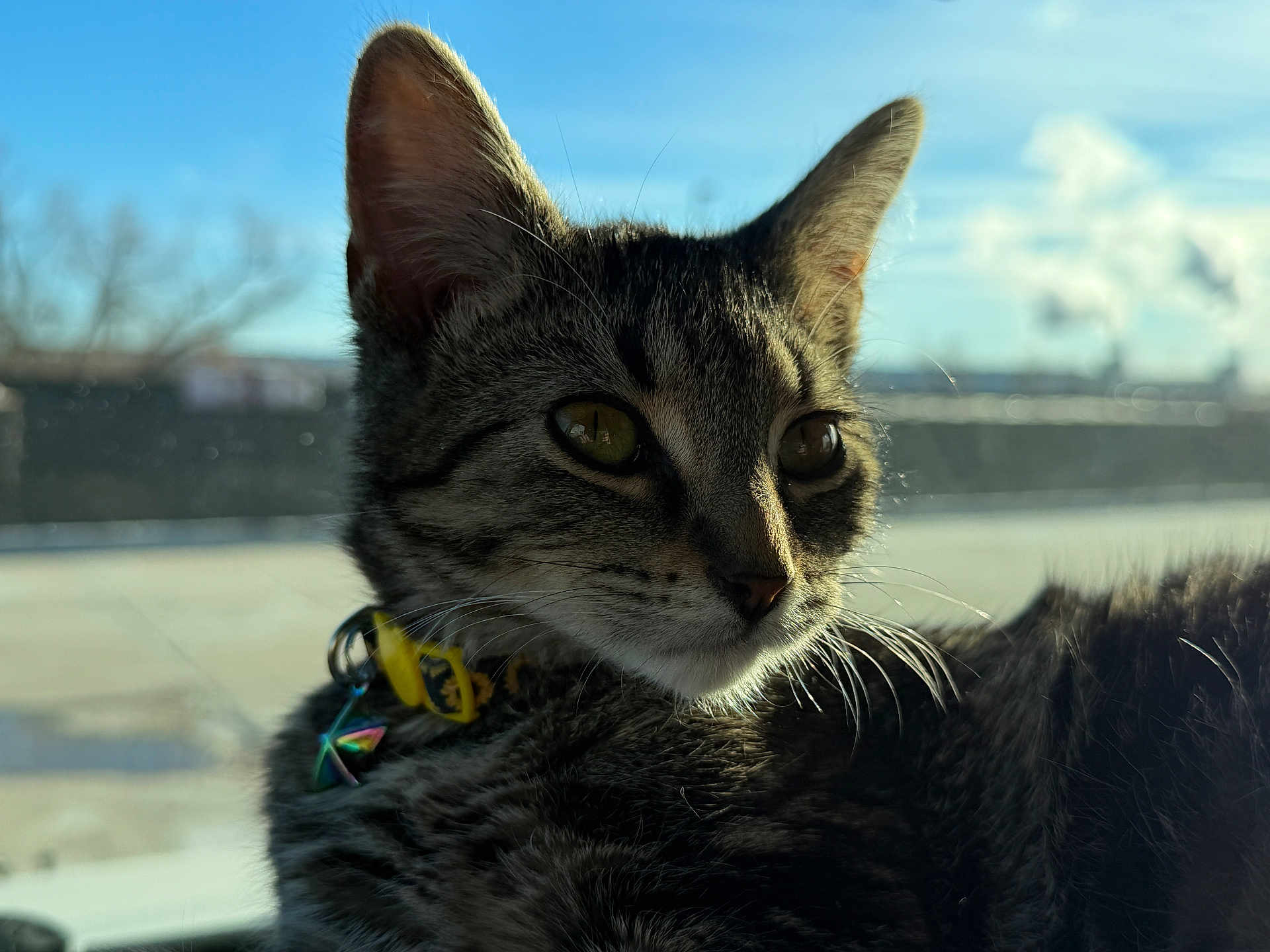 Kirra joined the competition — help win amazing prizes! cat, tabby, close_up, collar, outdoor, sunlight, whiskers, fur, pet, animal, sky, blue_sky, nature, daylight, portrait, domestic_cat, feline, curious, background_blur, young_cat