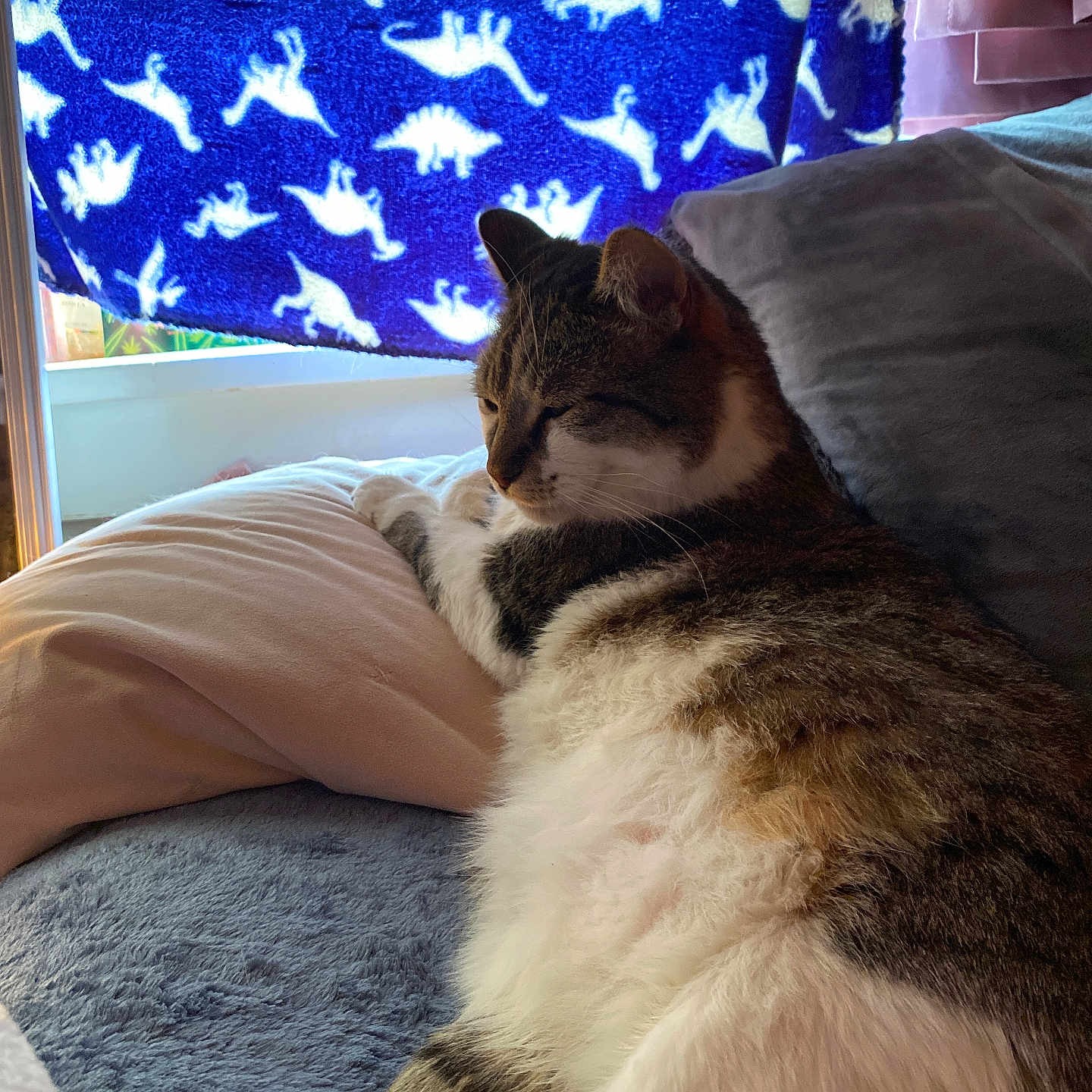 Casper is registered to the contest to win money with this photo: animal, architecture, bed, bedroom, blanket, building, cat, couch, cushion, furniture, homedecor, indoors, kitten, livingroom, manx, person, pet, quilt, room, sleeping