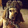 Dexter is registered to the contest to win money with this photo: animal, brown_fur, collar, curtain, dim_lighting, dog, floor, fluffy, furniture, home, indoors, leash, long_eared_dog, long_hair, looking_at_camera, pet, portrait, sad_expression, shaggy, sitting