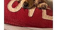 Dexter joined the competition — help win amazing prizes! animal, bed, black_nose, brown_fur, close_up, cocker_spaniel, cushions, cute, dog, floppy_ears, indoors, lying_down, pet, photo_gallery, pillow, portrait, red_blanket, resting, sleepy, smartphone_screenshot