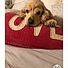 animal, bed, black_nose, brown_fur, close_up, cocker_spaniel, cushions, cute, dog, floppy_ears, indoors, lying_down, pet, photo_gallery, pillow, portrait, red_blanket, resting, sleepy, smartphone_screenshot