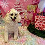 dog, poodle, white_dog, bow, gift, christmas_tree, ornament, holiday, present, pink_background, fluffy_rug, decorations, festive, smiling_dog, indoor, celebration, cute, pet, fur, seasonal