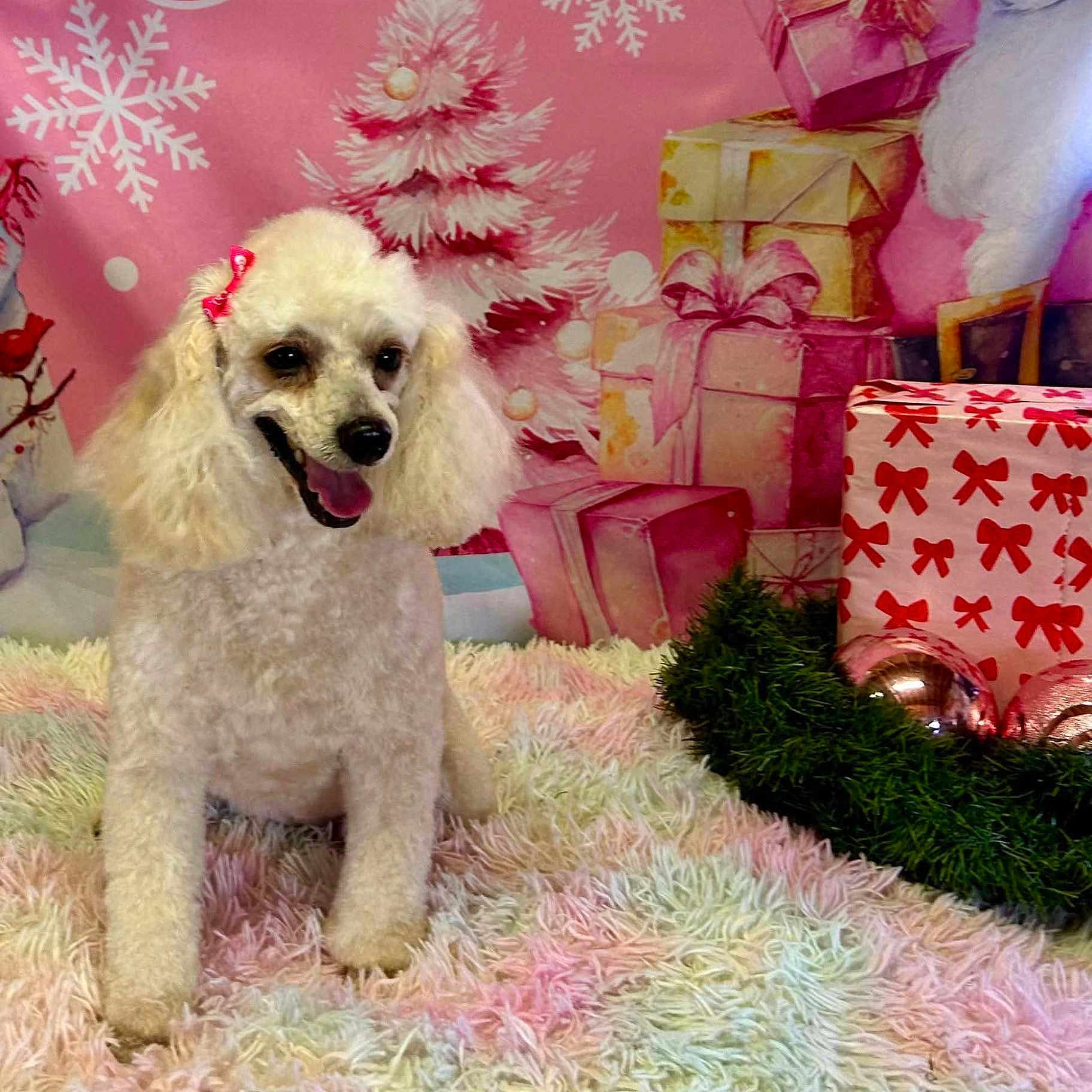 Bella is registered to the contest to win money with this photo: bow, celebration, christmas_tree, cute, decorations, dog, festive, fluffy_rug, fur, gift, holiday, indoor, ornament, pet, pink_background, poodle, present, seasonal, smiling_dog, white_dog