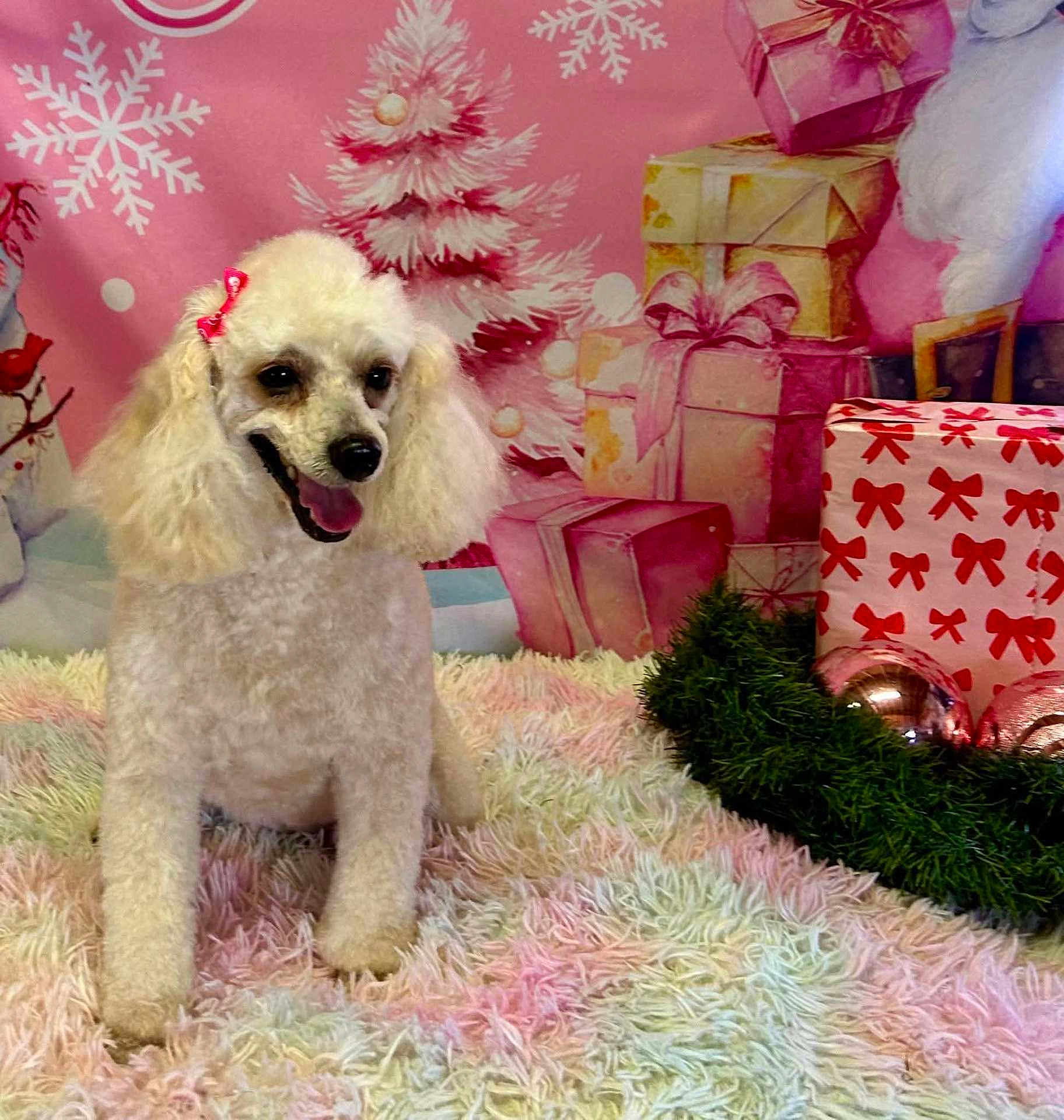Bella is registered to the contest to win money with this photo: dog, poodle, white_dog, bow, gift, christmas_tree, ornament, holiday, present, pink_background, fluffy_rug, decorations, festive, smiling_dog, indoor, celebration, cute, pet, fur, seasonal