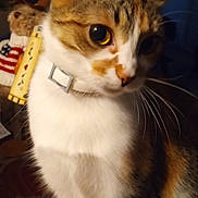 Callie Lynn is registered to the contest to win money with this photo: abyssinian, accessories, animal, art, cat, hardwood, indoors, kitten, leash, manx, painting, pet, plywood, siamese, strap, wood