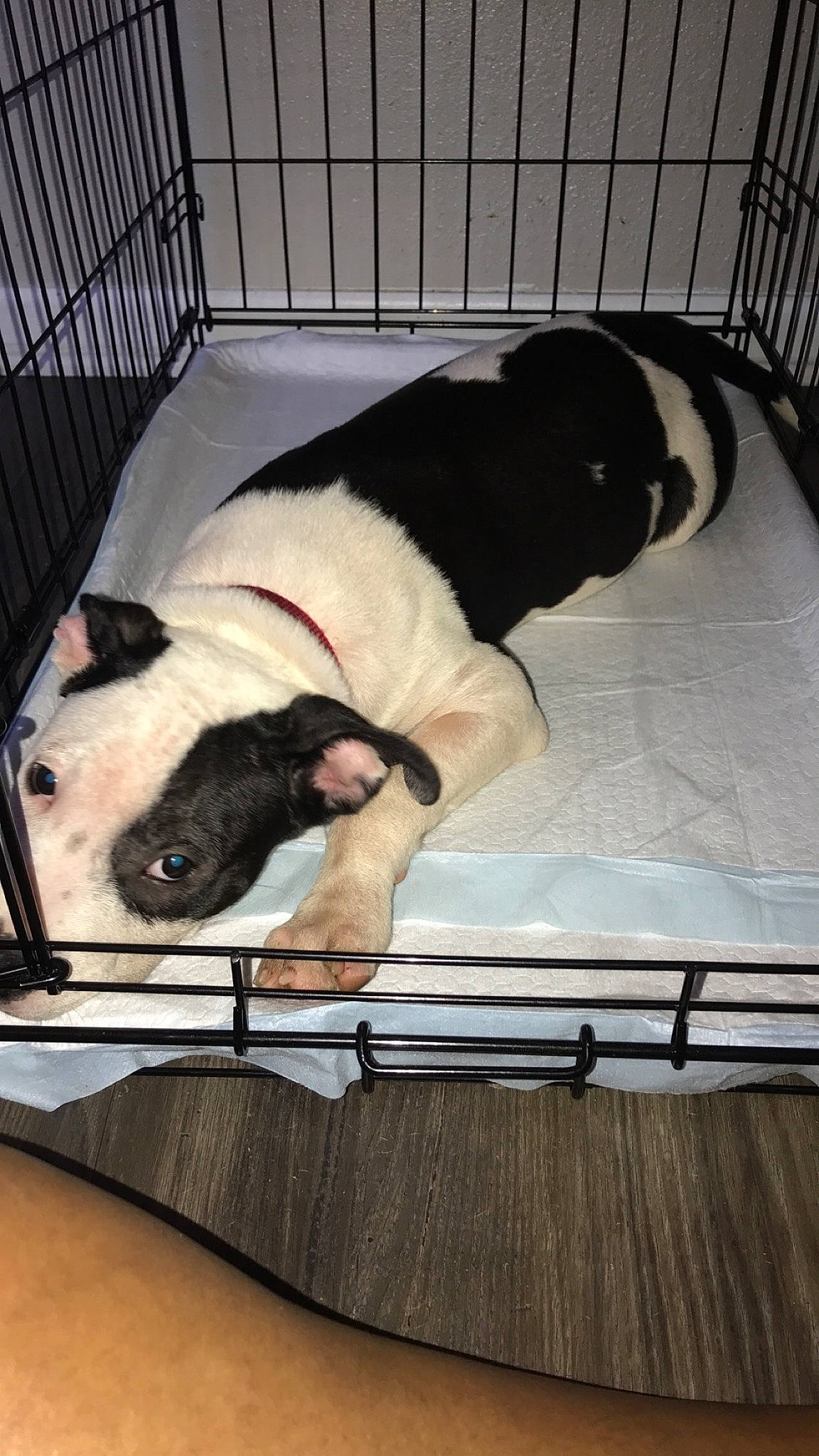 Coco joined the competition — help win amazing prizes! american_bulldog, animal_shelter, boston_terrier, bulldog, canidae, carnivore, companion_dog, dog, dog_breed, dog_crate, dog_supply, fawn, french_bulldog, non_sporting_group, olde_english_bulldogge, pet_supply, sporting_group, valley_bulldog