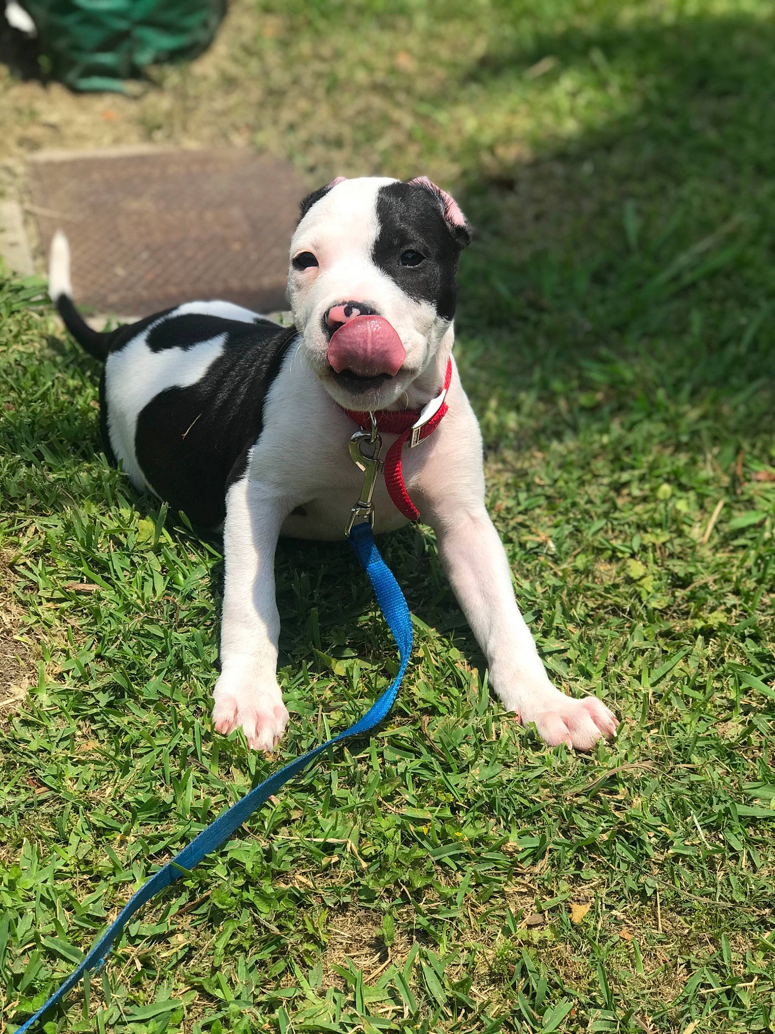 Coco is registered to the contest to win money with this photo: american_bulldog, american_pit_bull_terrier, american_staffordshire_terrier, canidae, carnivore, dog, dog_breed, fawn, grass, mammal, non_sporting_group, pit_bull, rare_breed_dog, snout, sporting_group, tail, terrier, valley_bulldog, vertebrate