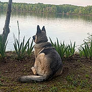 Maverick joined the competition — help win amazing prizes! dog, german_shepherd, lake, water, tree, grass, plants, nature, outdoor, calm, peaceful, animal, sitting, scenic, landscape, reflection, forest, daytime, sky, serene