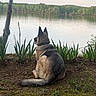 dog, german_shepherd, lake, water, tree, grass, plants, nature, outdoor, calm, peaceful, animal, sitting, scenic, landscape, reflection, forest, daytime, sky, serene