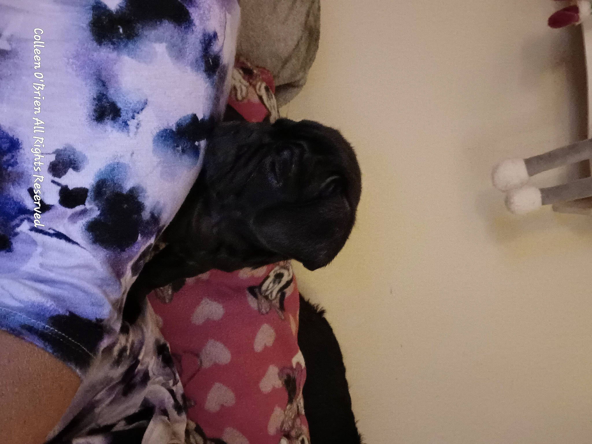 Bennie is registered to the contest to win money with this photo: canidae, carnivore, comfort, companion_dog, dog, dog_breed, fur, kitchen_utensil, linens, non_sporting_group, pattern, room, small_to_medium_sized_cats, sporting_group, stuffed_toy, textile, toy, visual_arts, wool