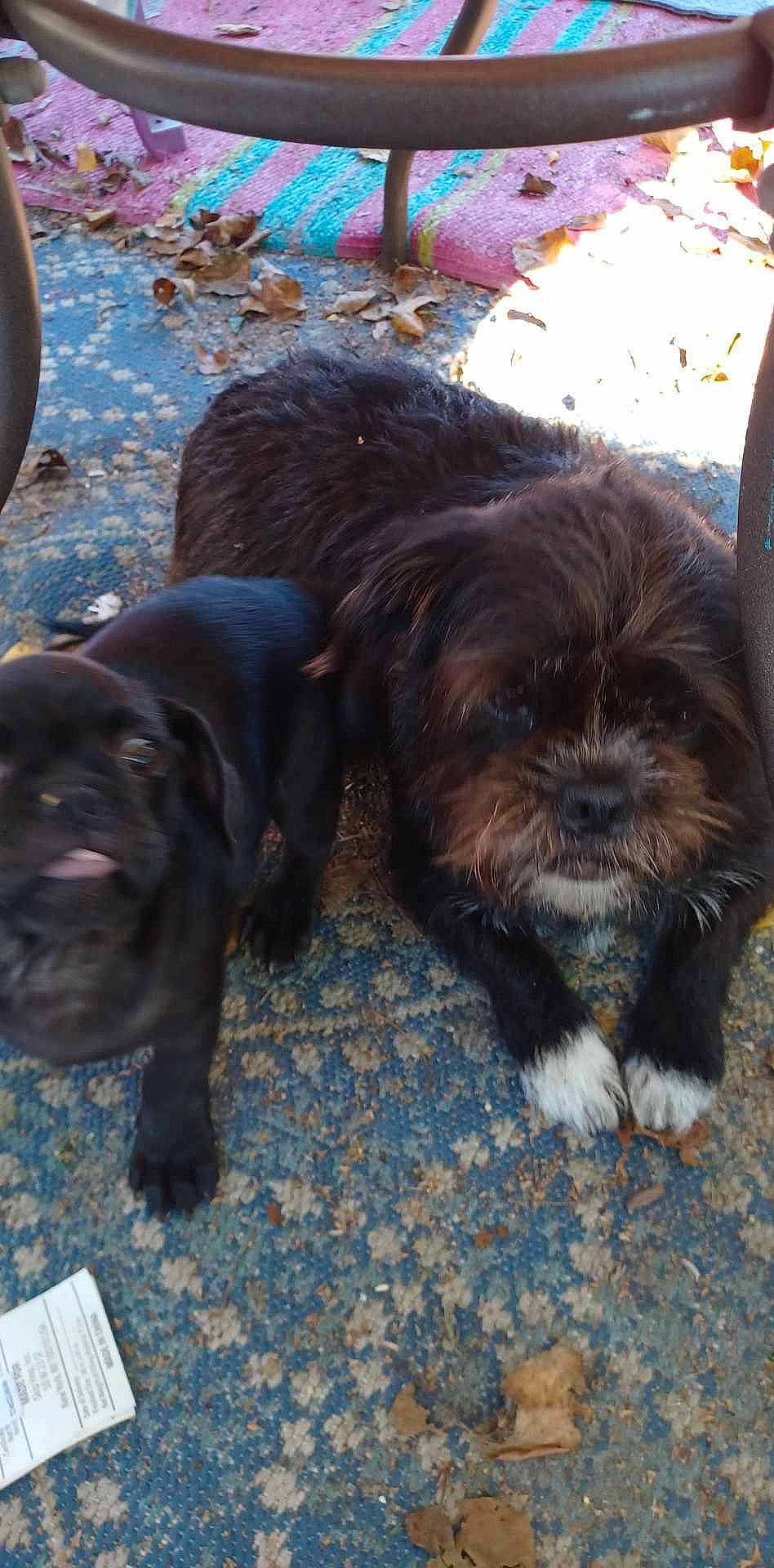 Bennie joined the competition — help win amazing prizes! canidae, carnivore, companion_dog, dog, dog_breed, dog_collar, fawn, fur, liver, mammal, small_terrier, snout, spaniel, sporting_group, tail, terrestrial_animal, terrier, toy_dog, vertebrate, working_animal