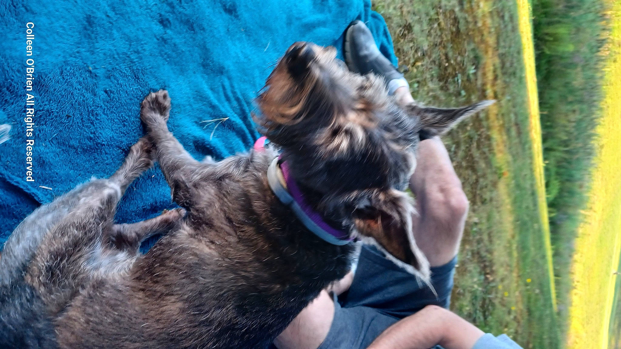 Brandee joined the competition — help win amazing prizes! blue, carnivore, collar, companion_dog, dog, dog_breed, dog_collar, electric_blue, fawn, felidae, fur, grass, leash, liver, mammal, plant, snout, vertebrate, whiskers, working_animal