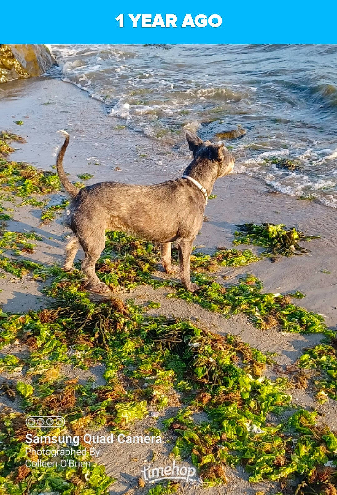 Brandee is registered to the contest to win money with this photo: canidae, carnivore, coast, dog, dog_breed, fawn, goats, grass, grassland, groundcover, landscape, natural_landscape, ocean, plant, sporting_group, tail, terrestrial_animal, water, wildlife, working_animal