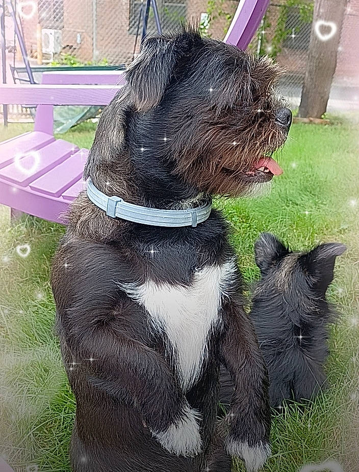 Ellie Belly joined the competition — help win amazing prizes! art, canidae, carnivore, collar, companion_dog, dog, dog_breed, dog_collar, dog_supply, fur, grass, liver, non_sporting_group, pet_supply, plant, snout, sporting_group, tail, terrestrial_animal, working_animal