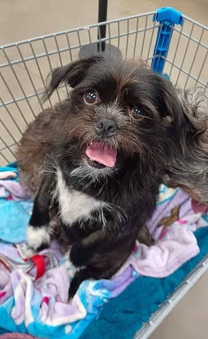 Ellie Belly joined the competition — help win amazing prizes! canidae, carnivore, collar, companion_dog, dog, dog_breed, dog_collar, dog_supply, fawn, fence, fur, liver, pet_supply, small_terrier, snout, sporting_group, terrier, toy_dog, whiskers, working_animal