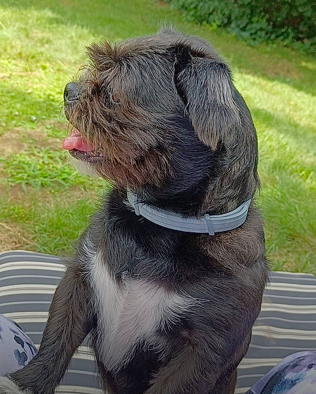 Ellie Belly is registered to the contest to win money with this photo: canidae, carnivore, collar, companion_dog, dog, dog_breed, dog_collar, dog_supply, fawn, fur, grass, leash, liver, pet_supply, plant, snout, sporting_group, tail, terrestrial_animal, working_animal