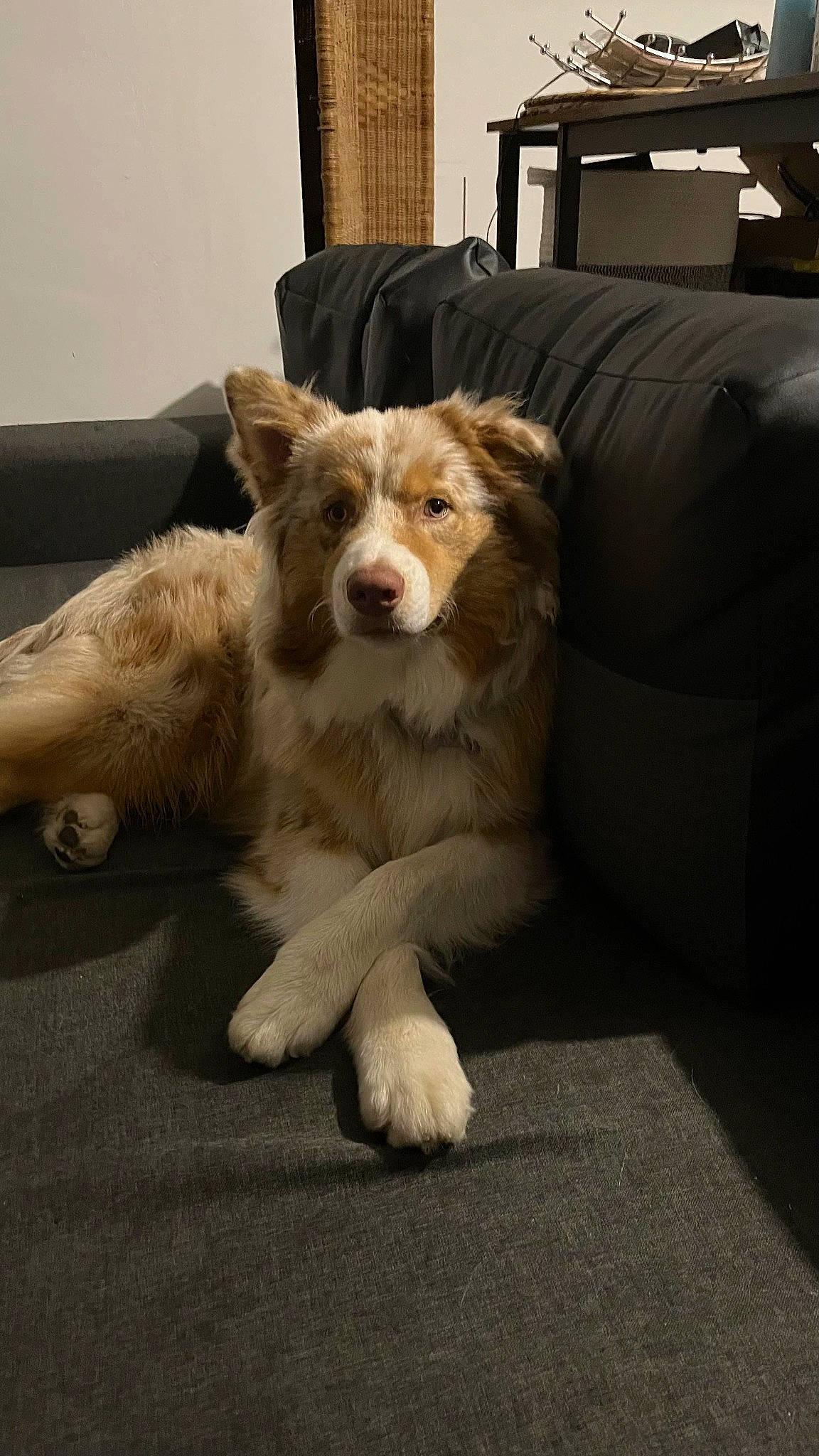 Shadow a rejoint le concours — aidez-le/la à gagner de superbes lots ! canidae, carnivore, chair, companion_dog, couch, dog, dog_breed, fawn, flooring, fur, herding_dog, paw, sleeper_chair, snout, studio_couch, tail, terrestrial_animal, whiskers, working_animal, working_dog